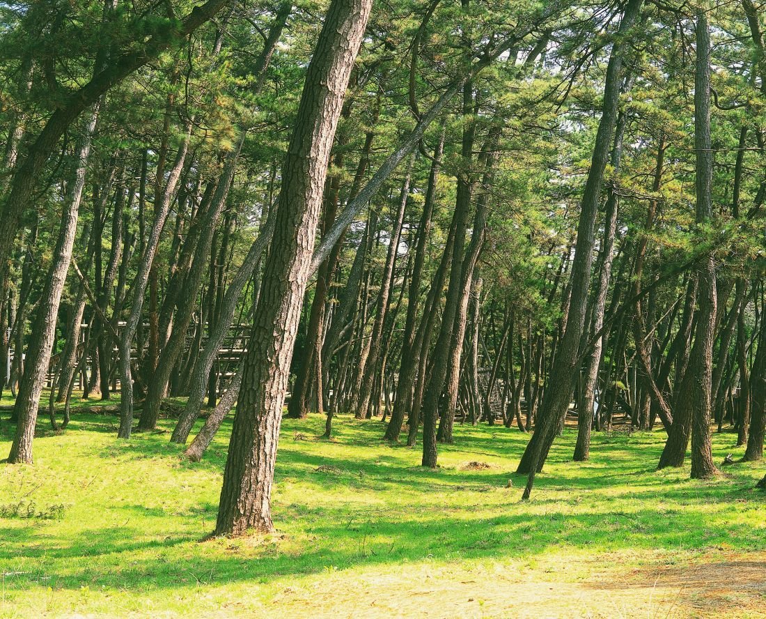 🌲 바람의 소나무숲(카제노마츠바라) 이미지 9